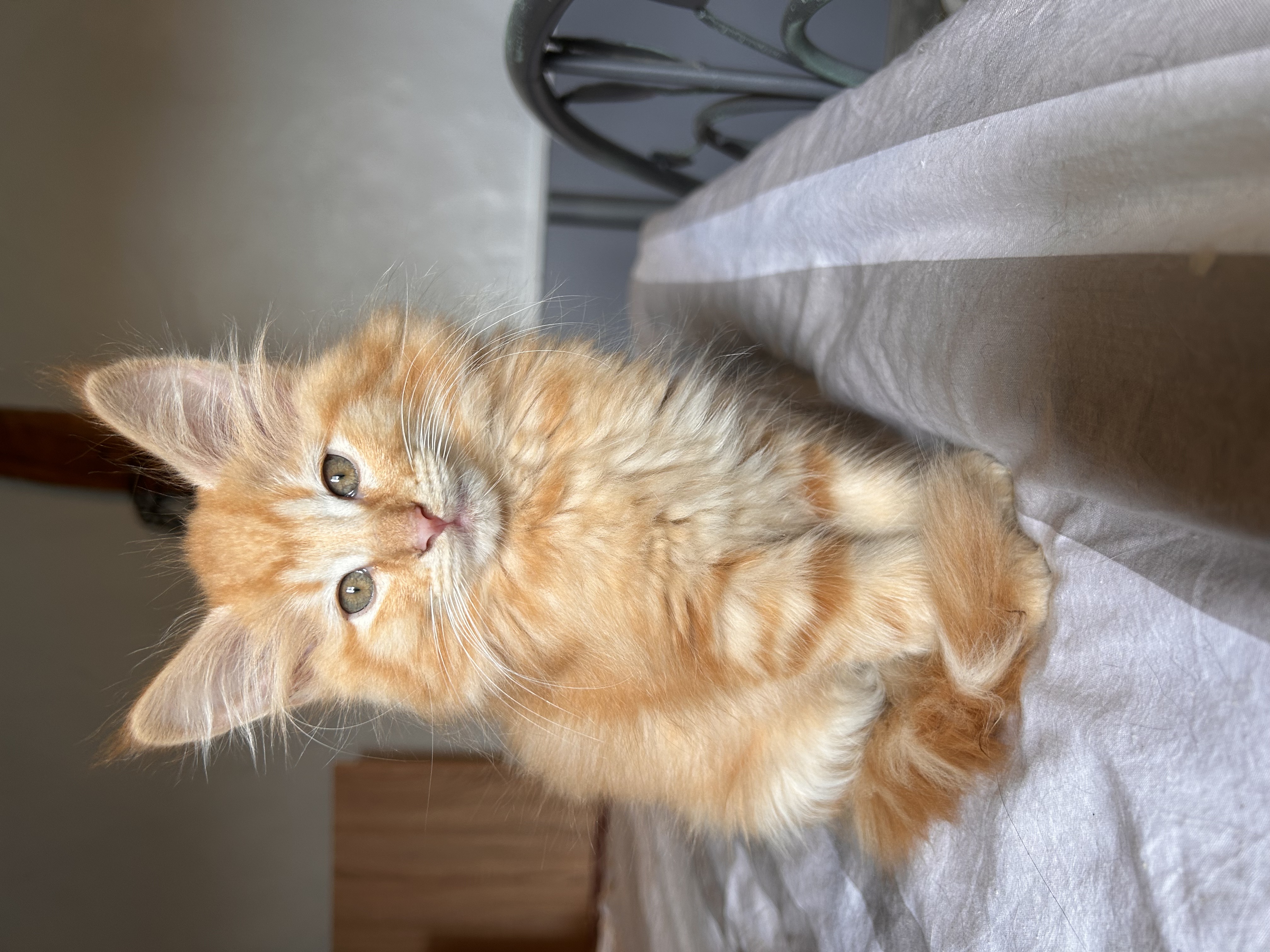 Bao Baloo BFreya Brooklyn Bagheera — photo 1