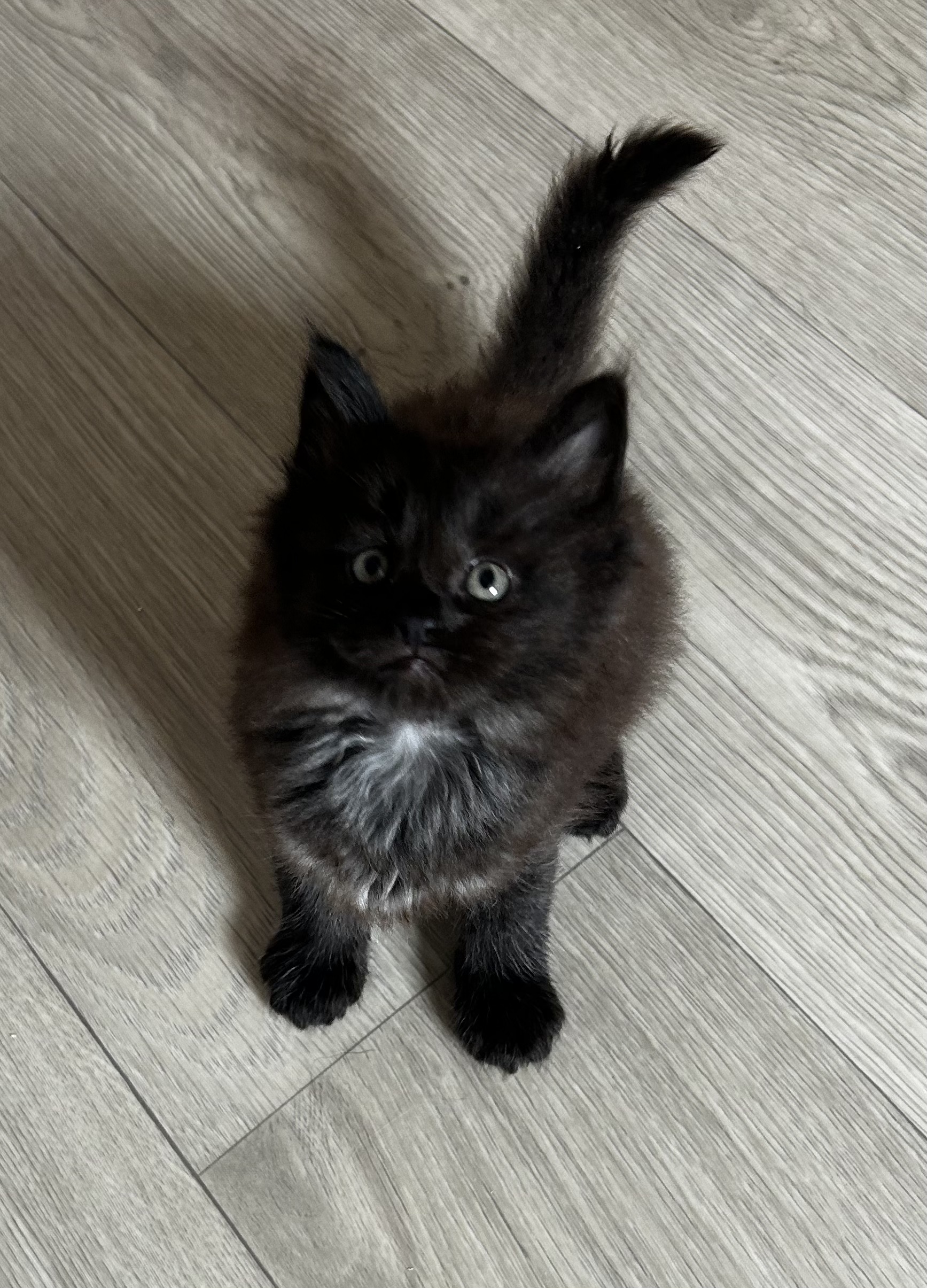 Bao Baloo BFreya Brooklyn Bagheera — photo 7
